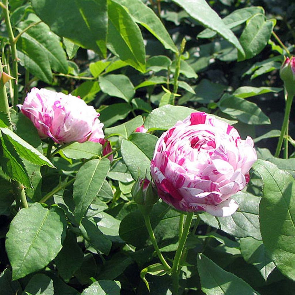 Rosa antica Variegata di Bologna