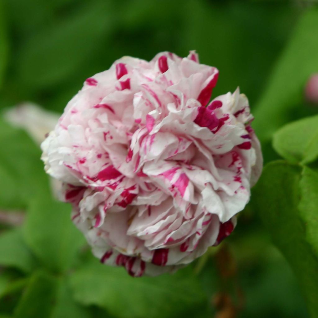 Rosa antica Variegata di Bologna