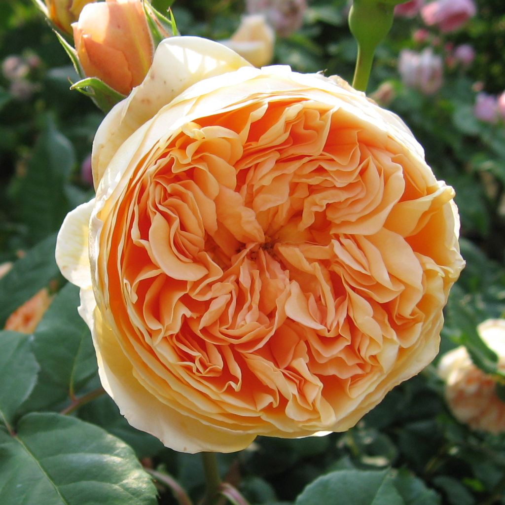 Rosa Crown Princess Margareta