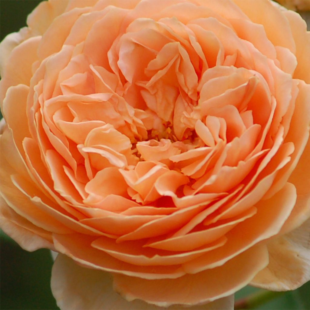 Rosa Crown Princess Margareta