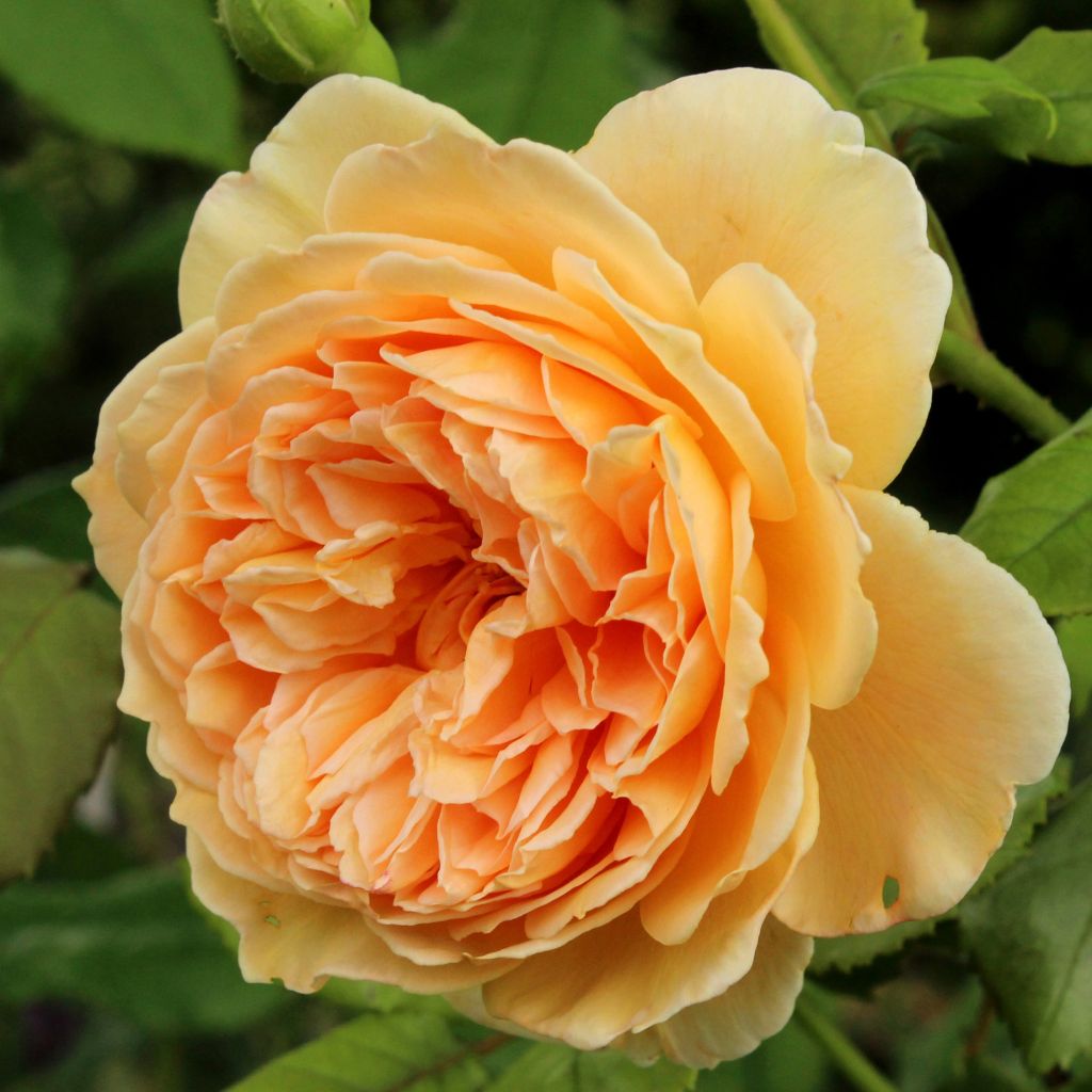 Rosa Crown Princess Margareta