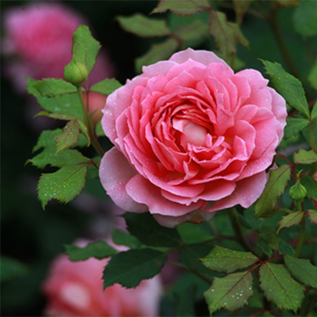 Rosa Jubilee Celebration