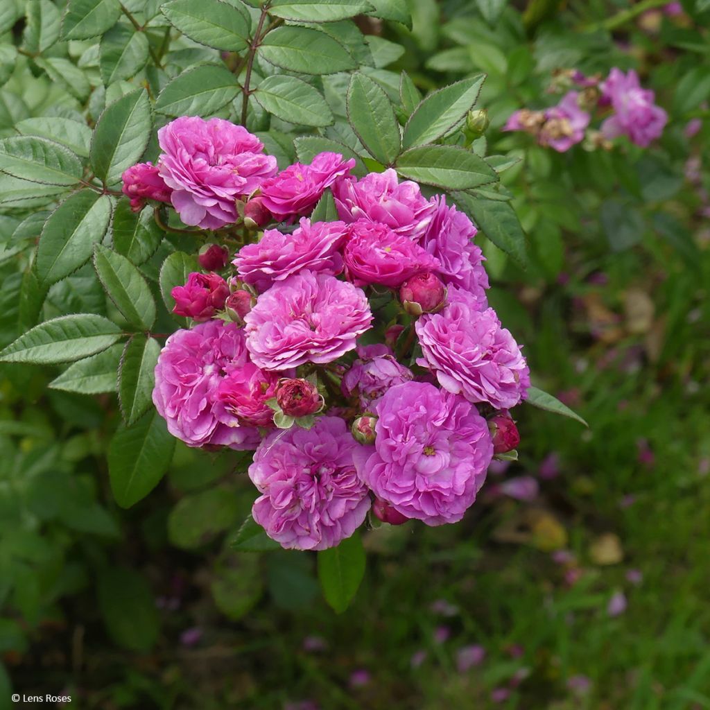 Rosa polyantha Allevia