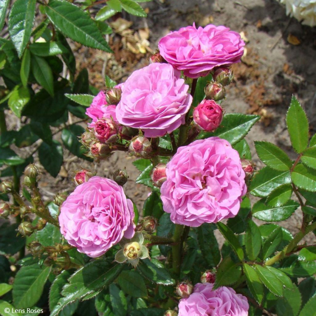 Rosa polyantha Allevia