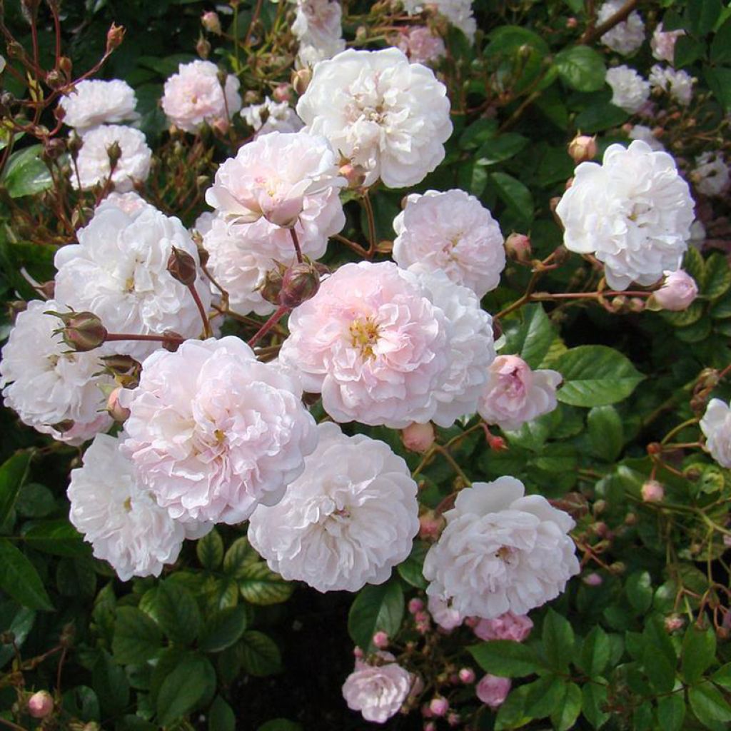 Rosa moscata Annelies LENplero