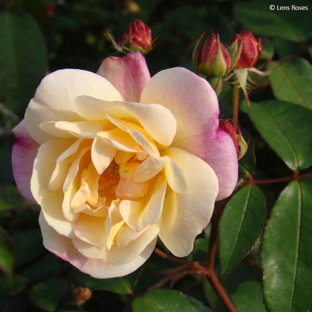 Rosa moscata Apricot Bells