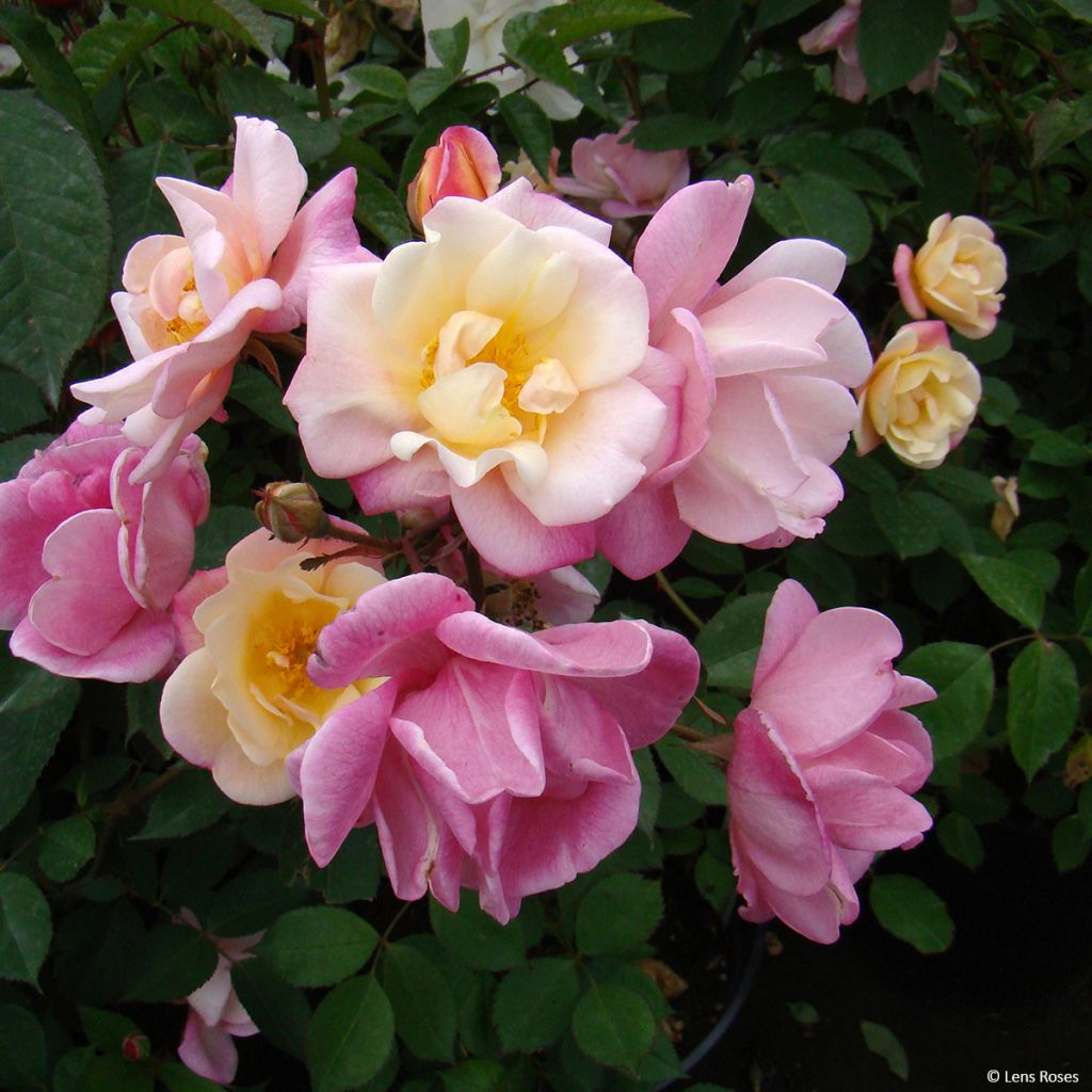 Rosa moscata Apricot Bells