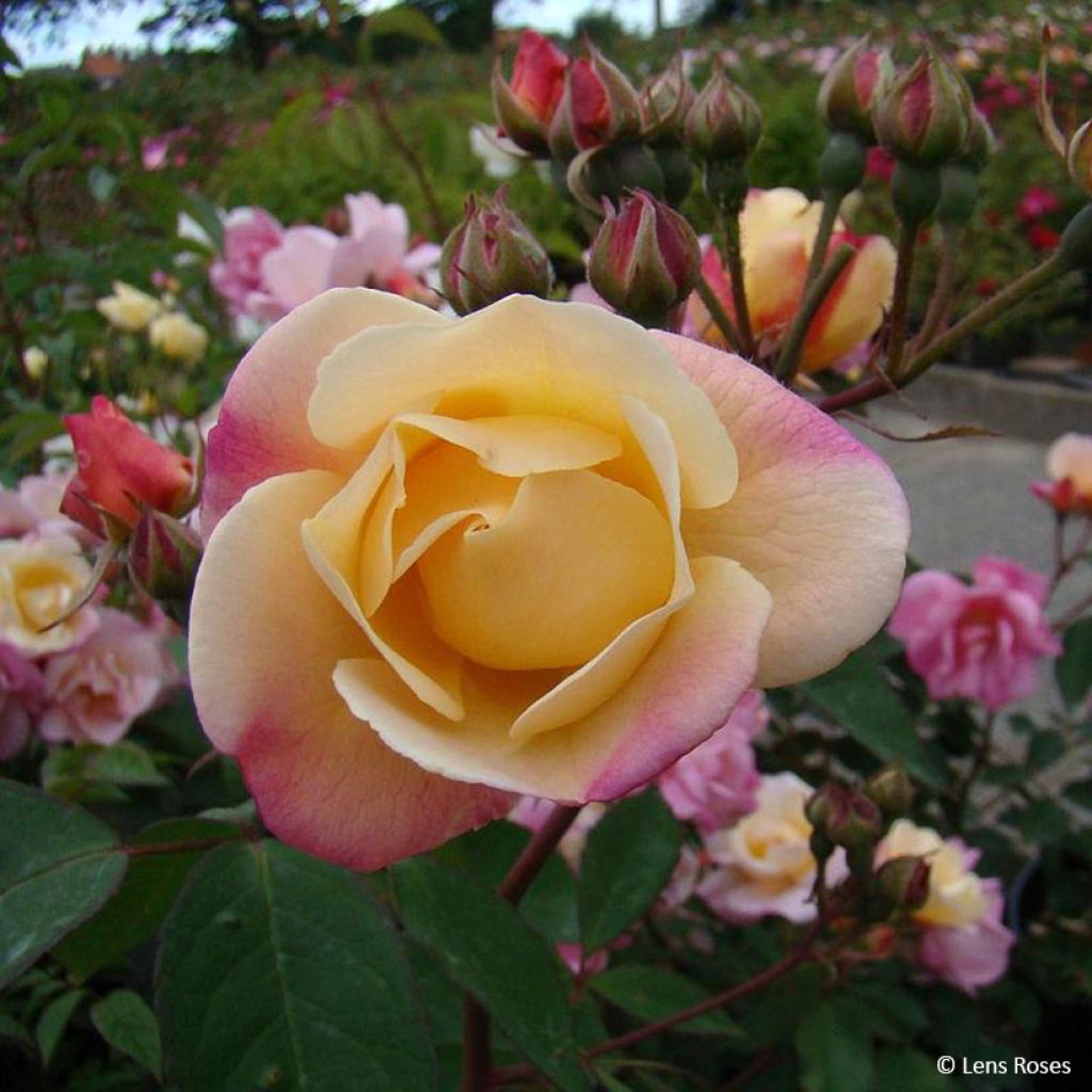 Rosa moscata Apricot Bells