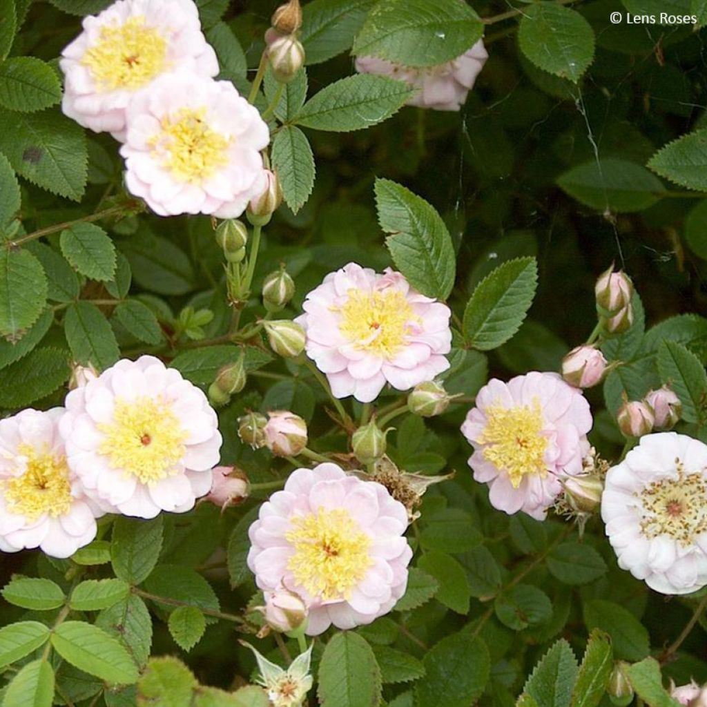 Rosa polyantha Belgian lace