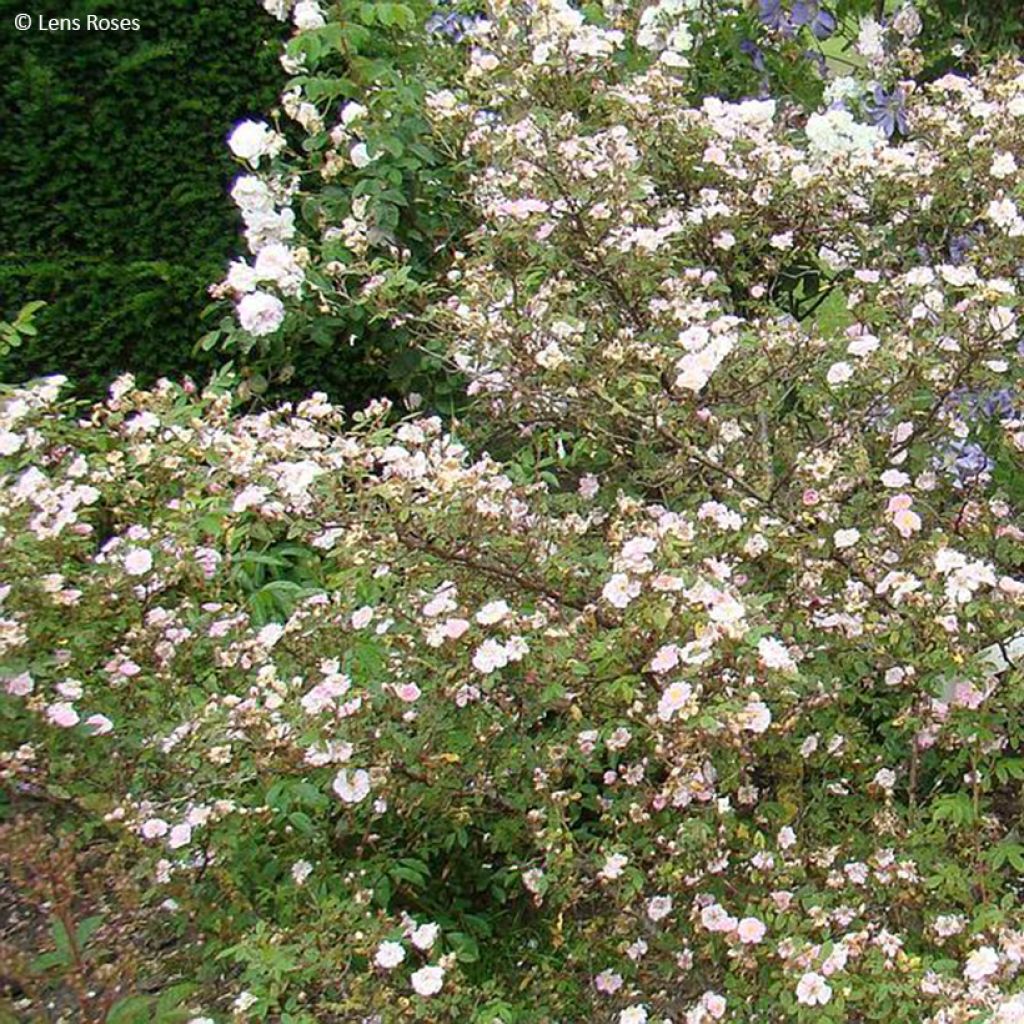 Rosa polyantha Belgian lace