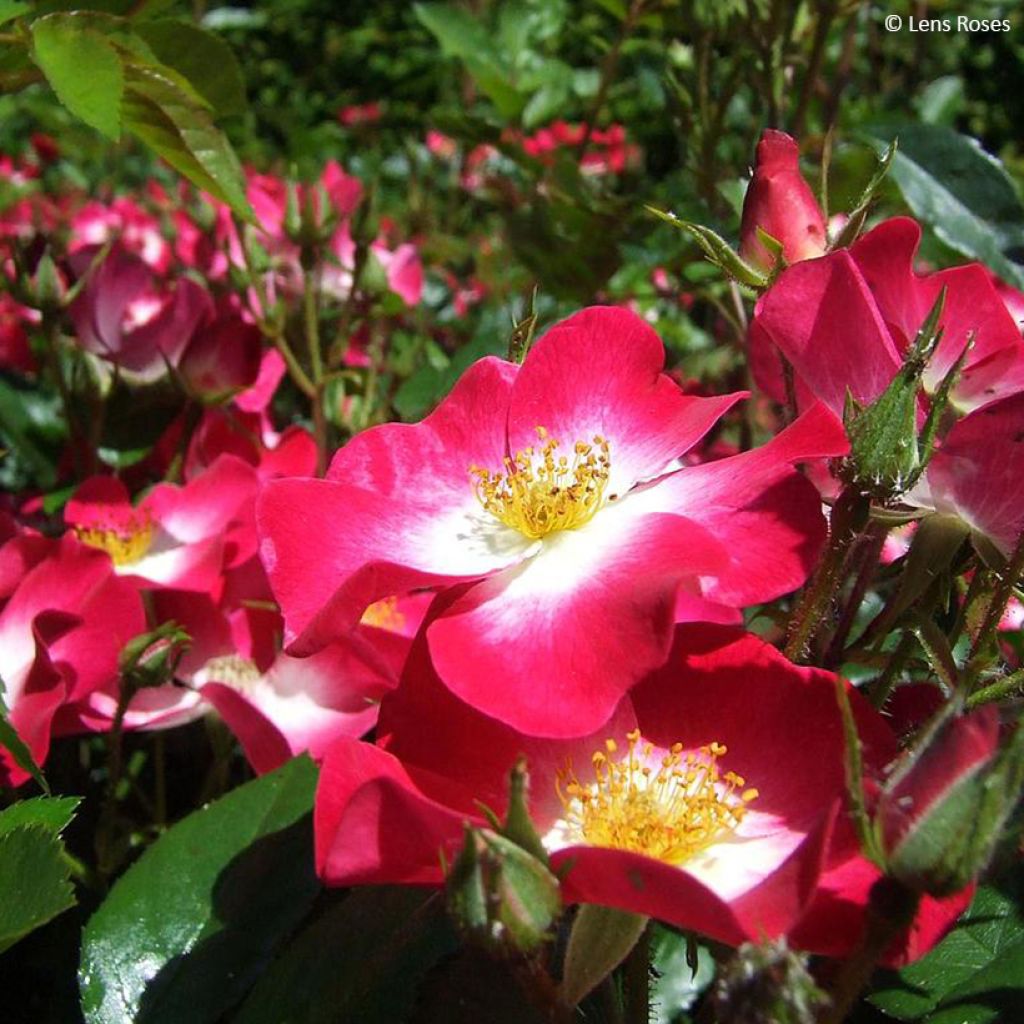 Rosa polyantha Bukavu Lenbrirus