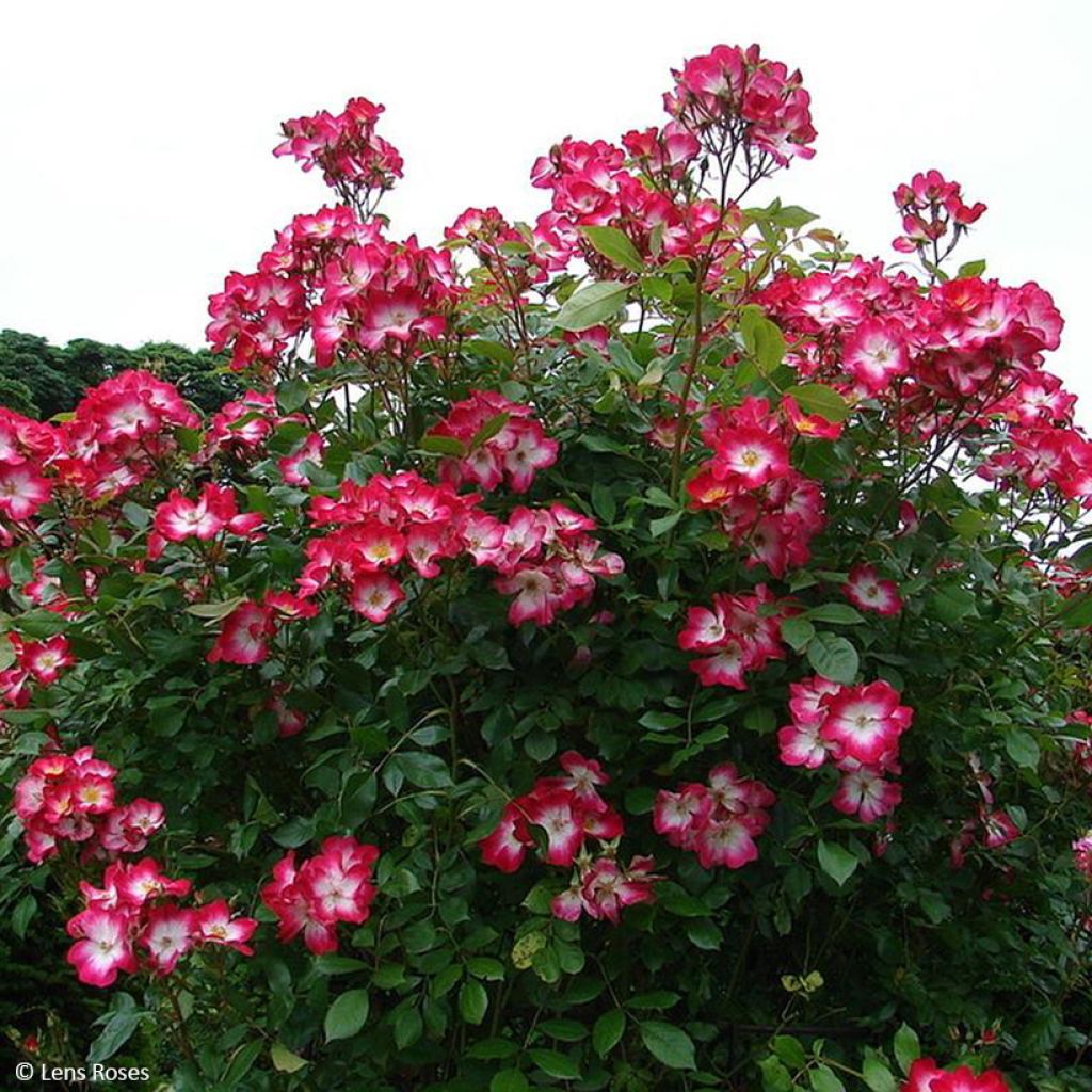 Rosa polyantha Bukavu Lenbrirus