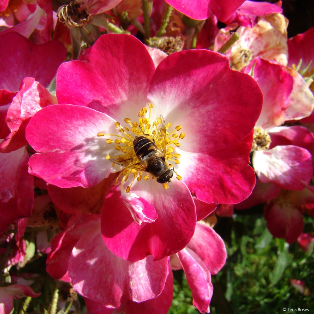 Rosa polyantha Bukavu Lenbrirus