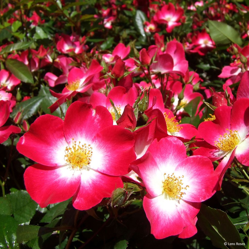 Rosa polyantha Bukavu Lenbrirus