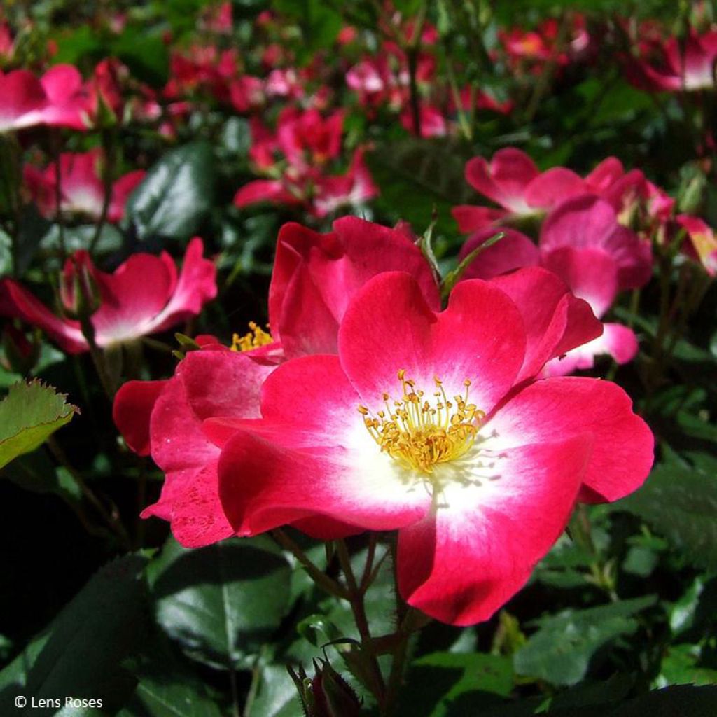 Rosa polyantha Bukavu Lenbrirus