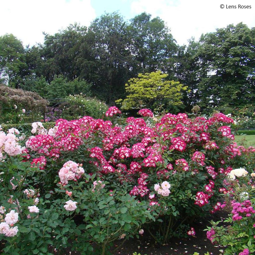 Rosa polyantha Bukavu Lenbrirus