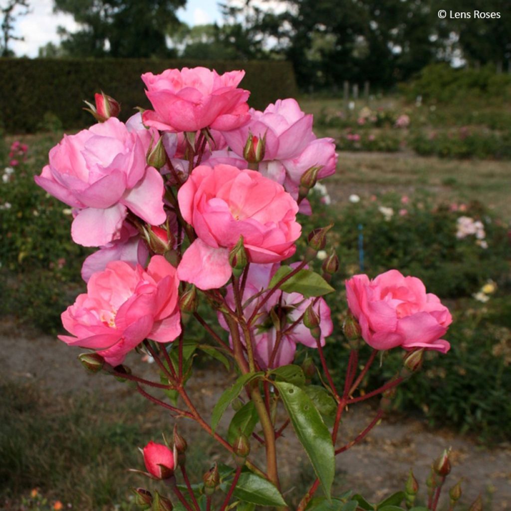 Rosa moscata Finn's Rose