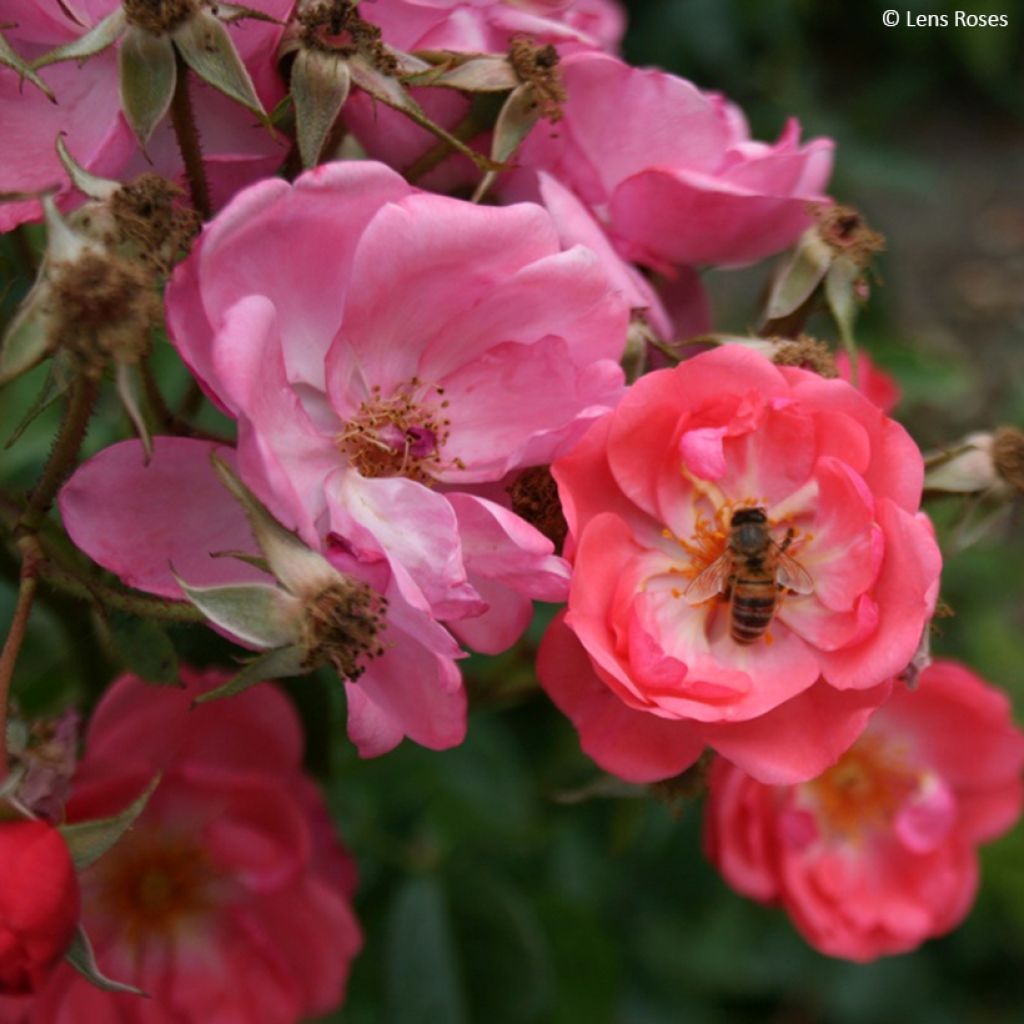 Rosa moscata Finn's Rose