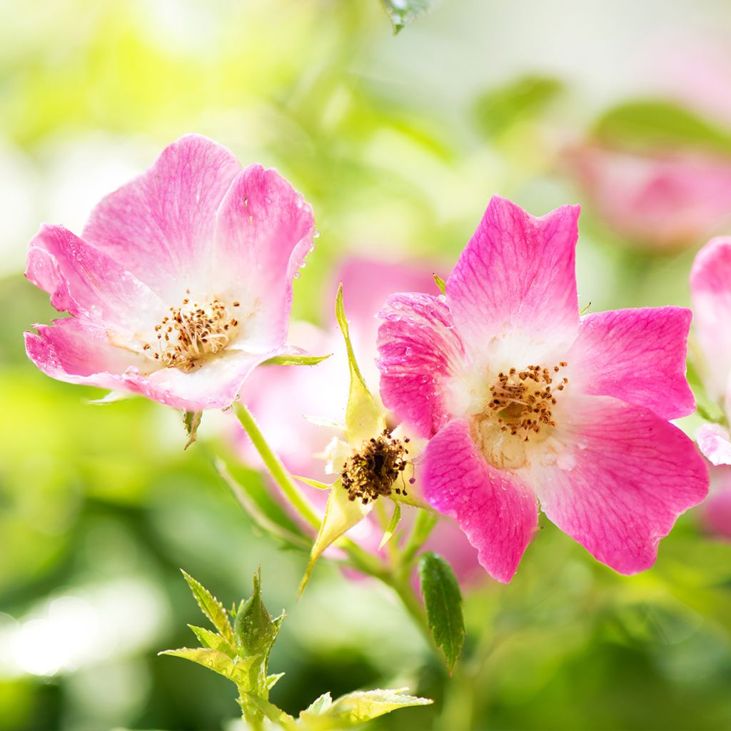 Rosa polyantha Friendly Pink