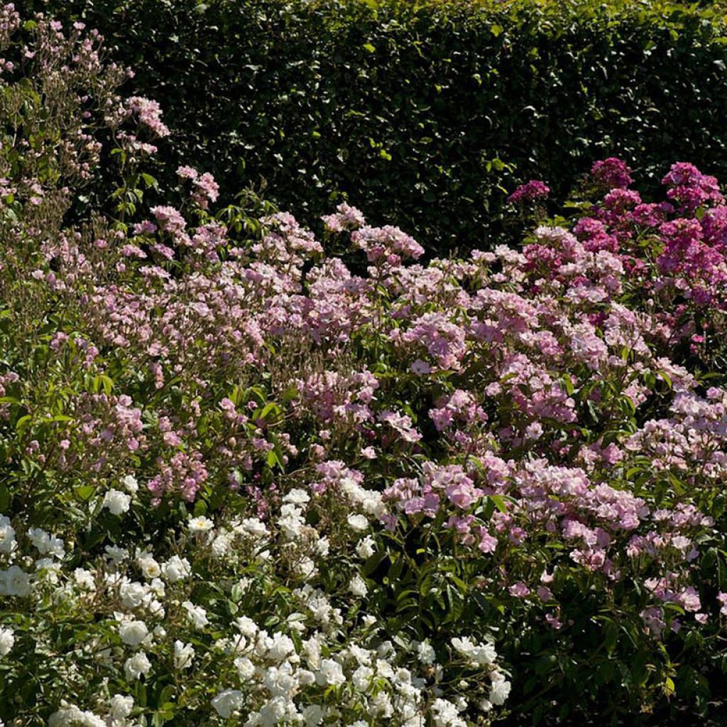 Rosa moscata Frisson Frais LENsadbi