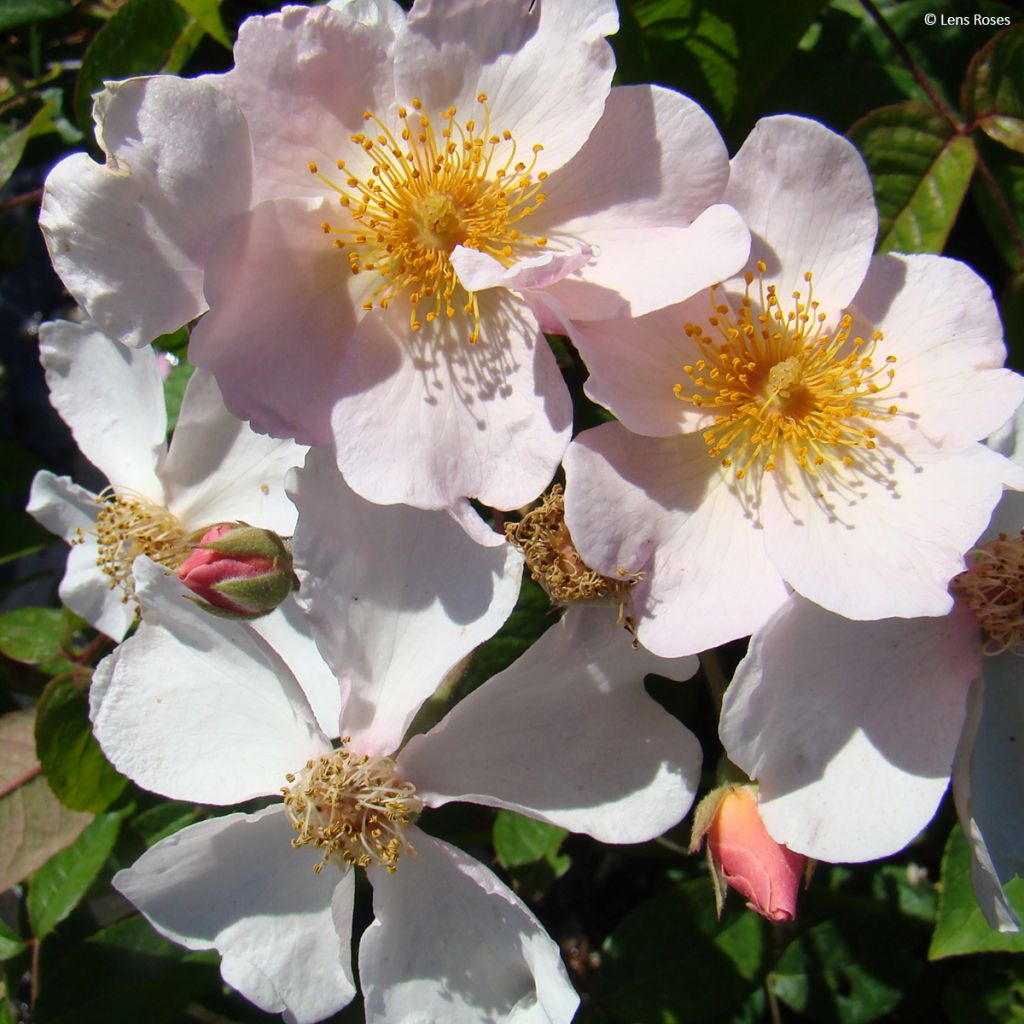 Rosa moscata Kathleen