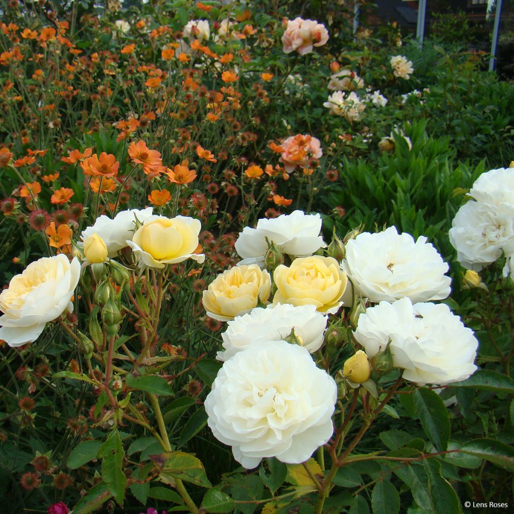 Rosa moscata La feuillerie