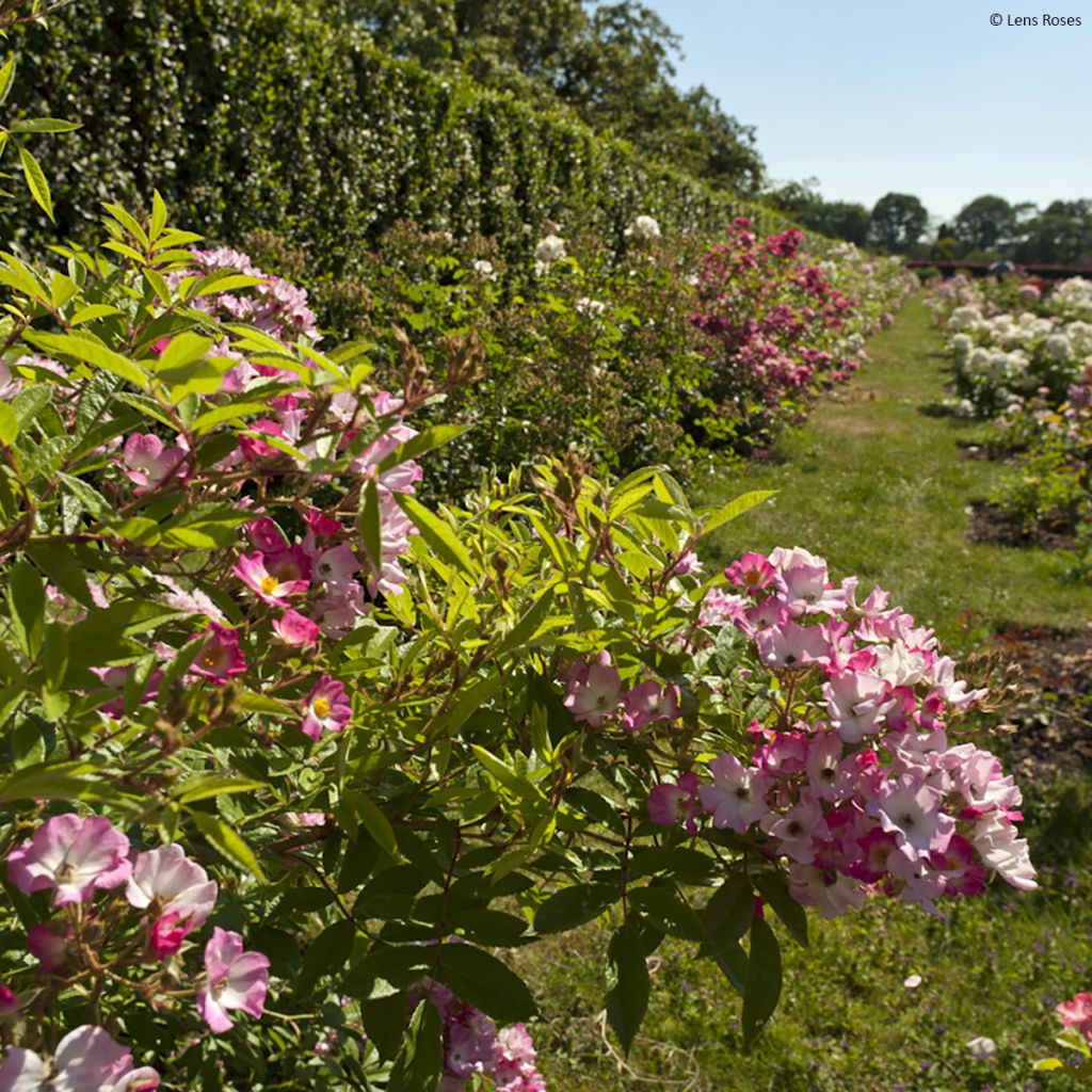 Rosa moscata Magie d'orient