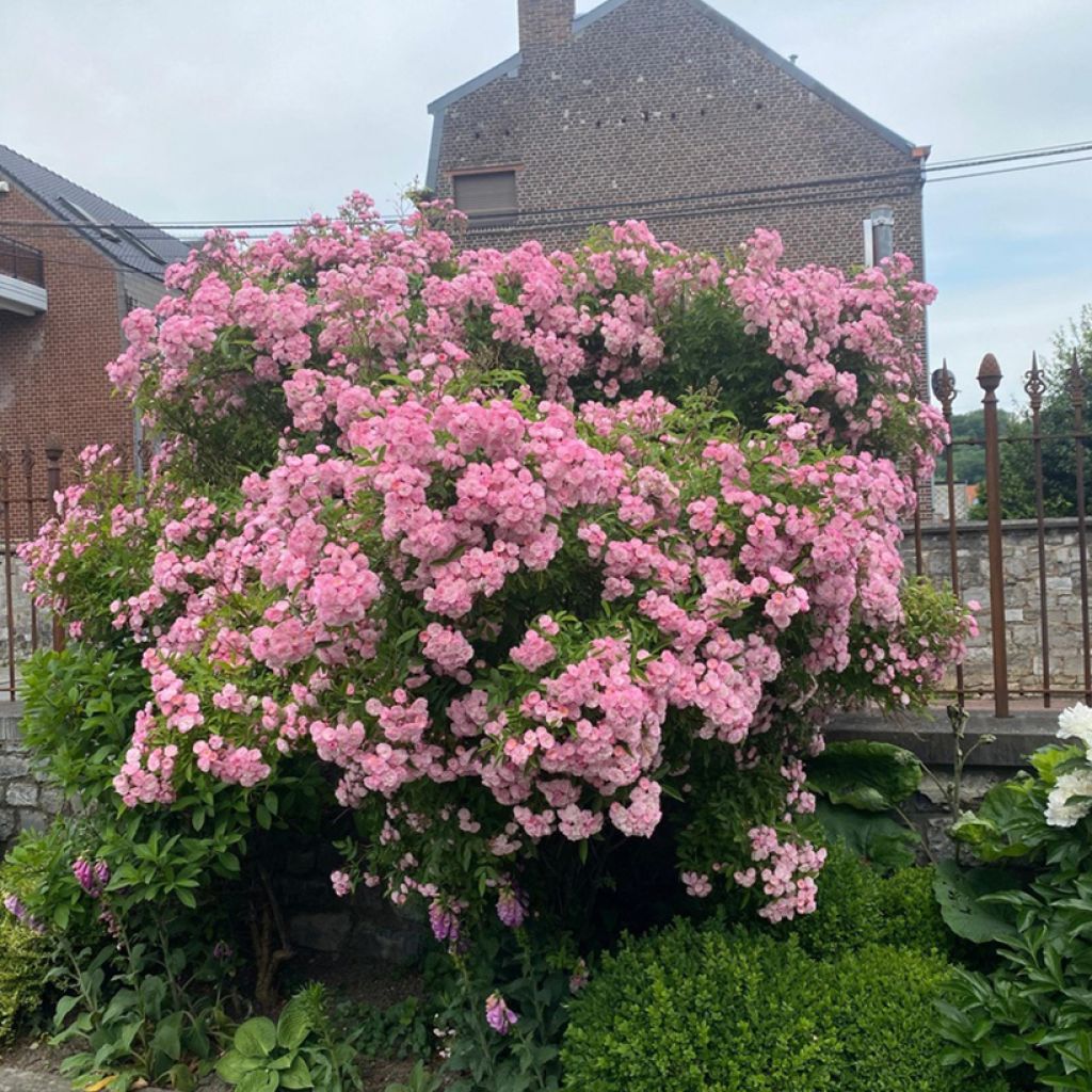 Rosa moscata Petite de Terre Franche