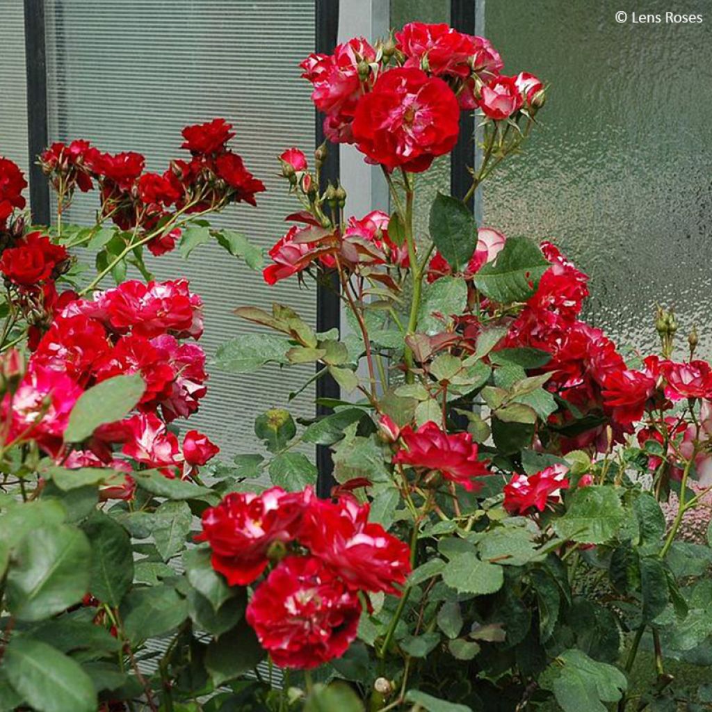 Rosa polyantha Pirouette