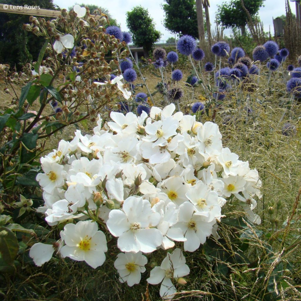 Rosa moscata Rosalita