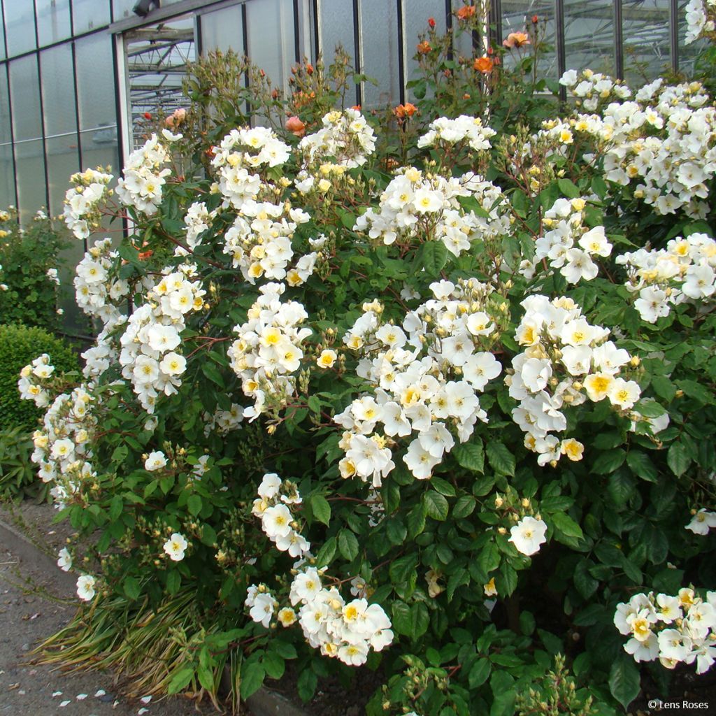 Rosa moscata Rosalita