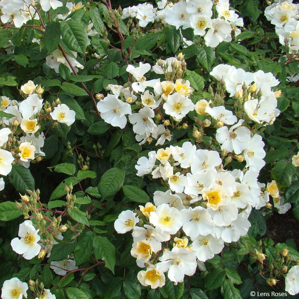 Rosa moscata Rosalita