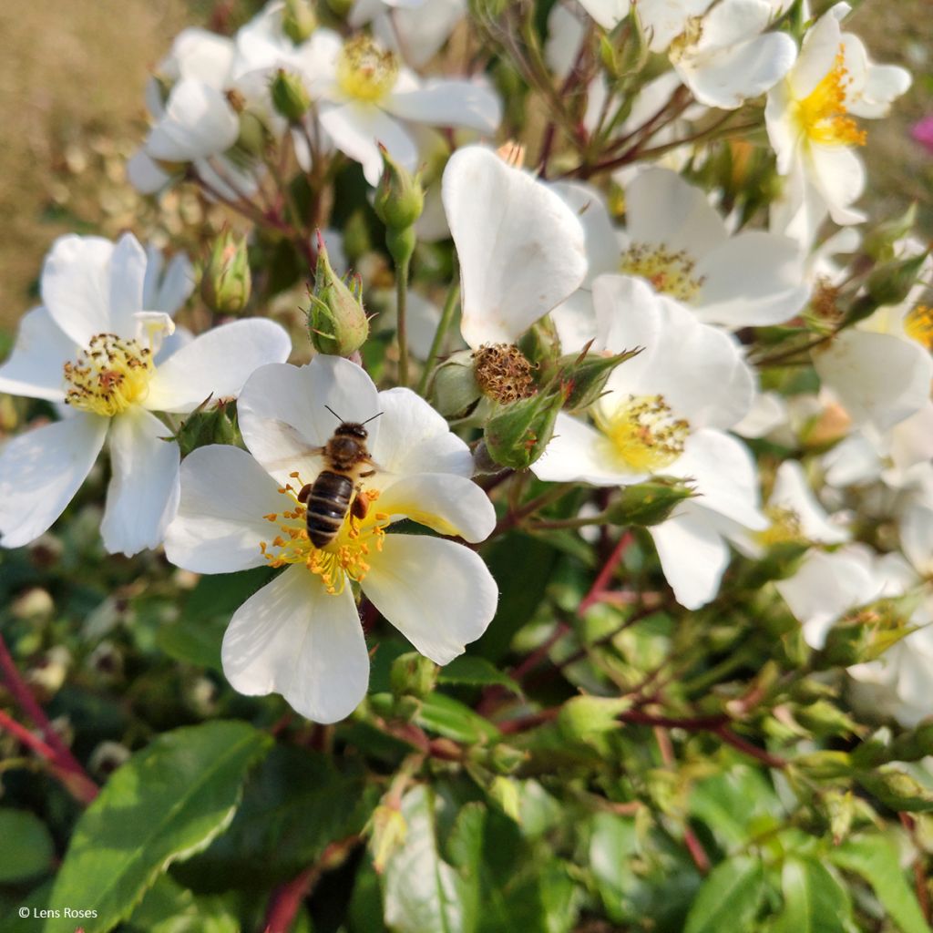 Rosa moscata Rosalita