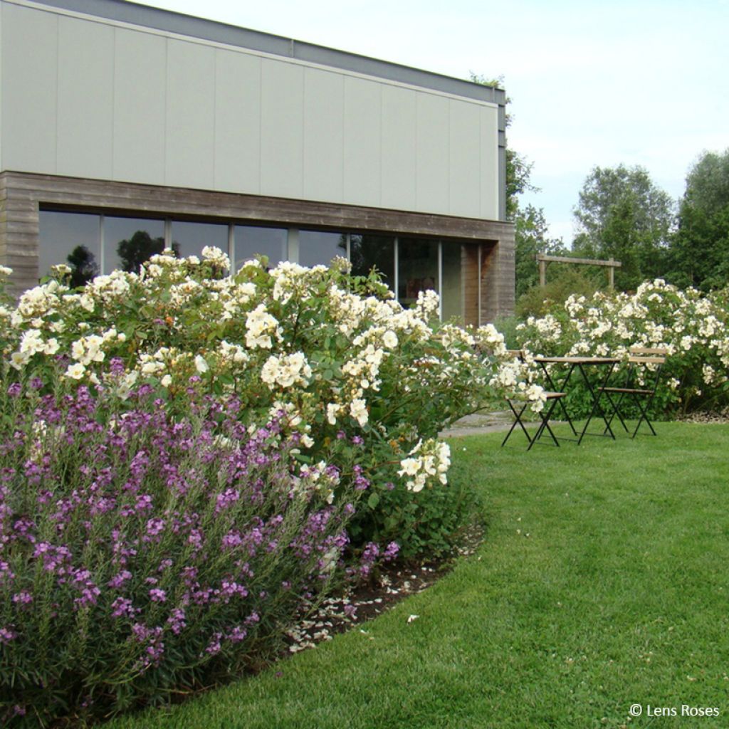 Rosa moscata Rosalita