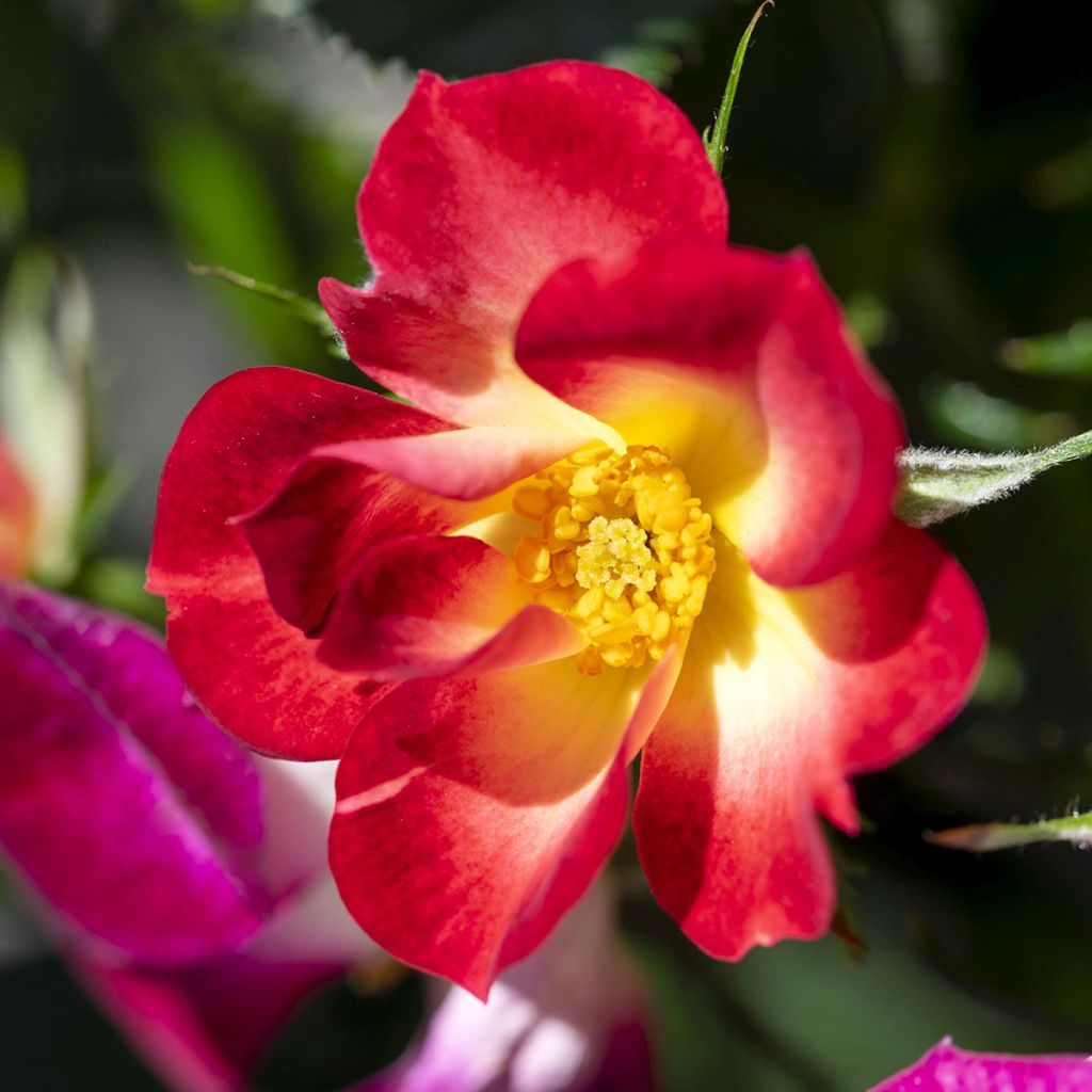 Rosa polyantha Rosy Boom Colour Change