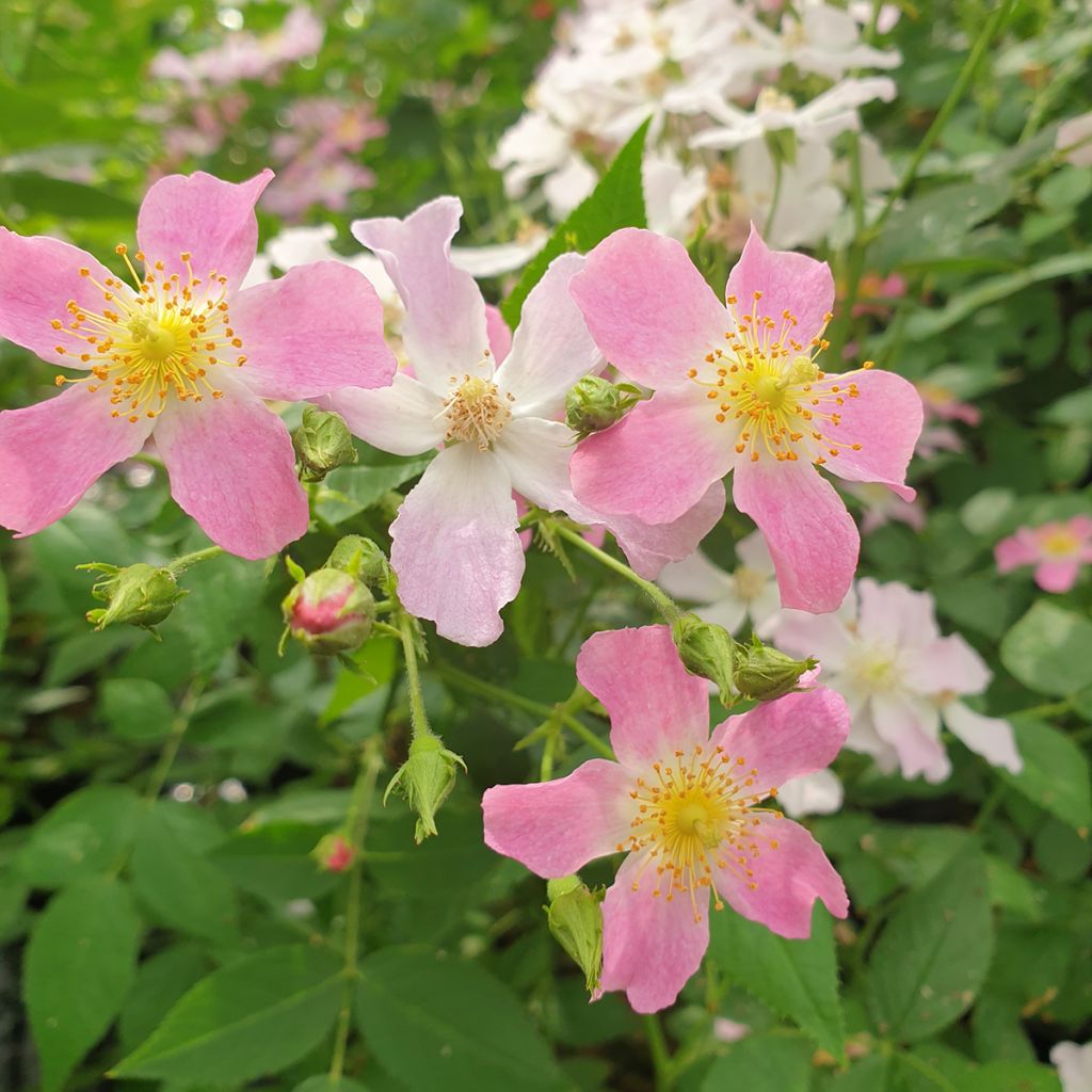 Rosa polyantha Rosy Boom Dynamic Hip Hop