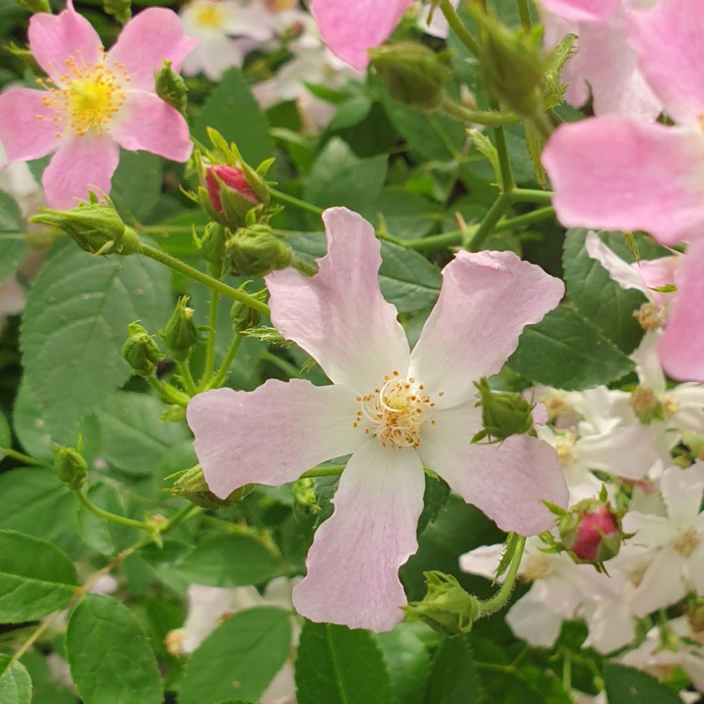 Rosa polyantha Rosy Boom Dynamic Hip Hop