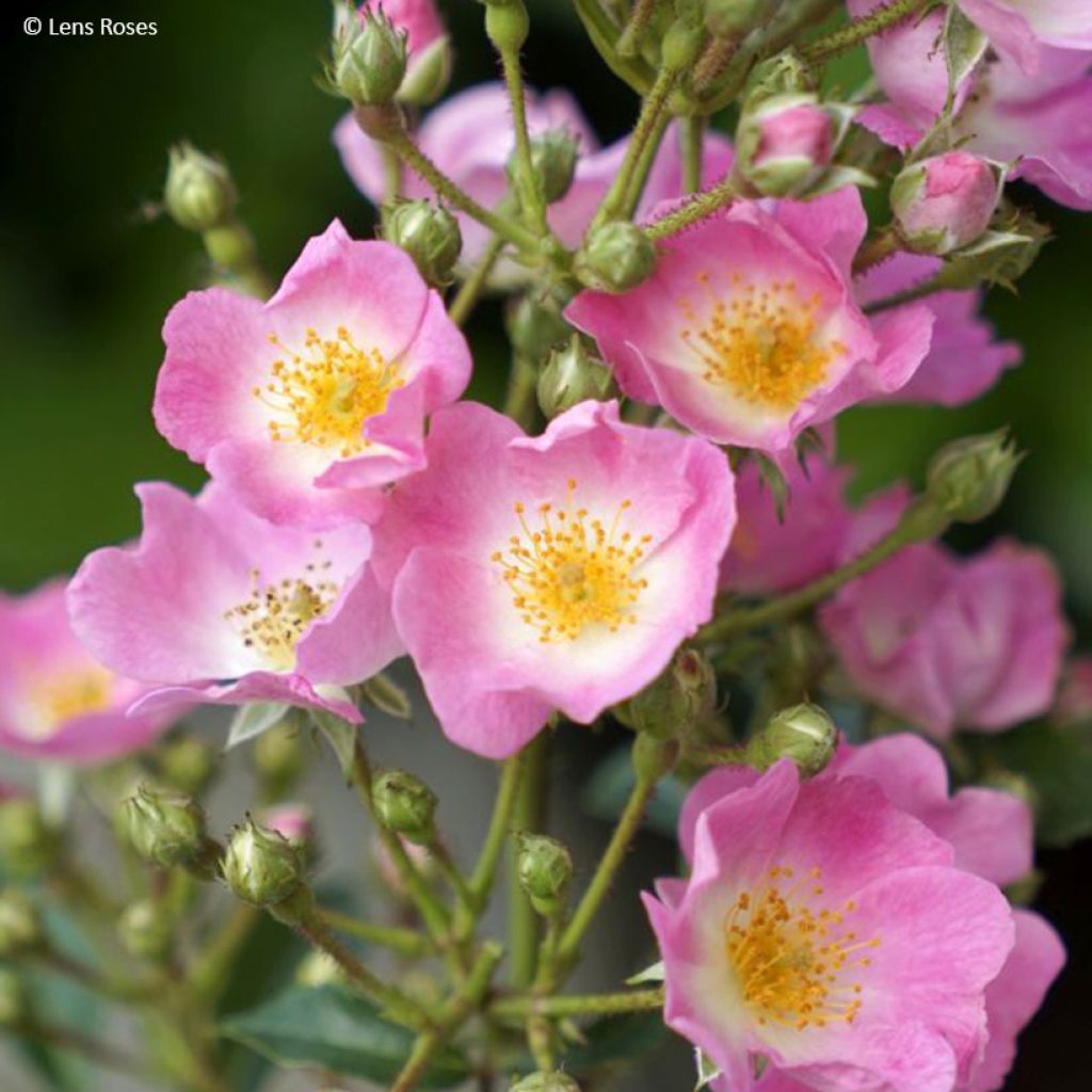 Rosa polyantha Rosy Boom Rose