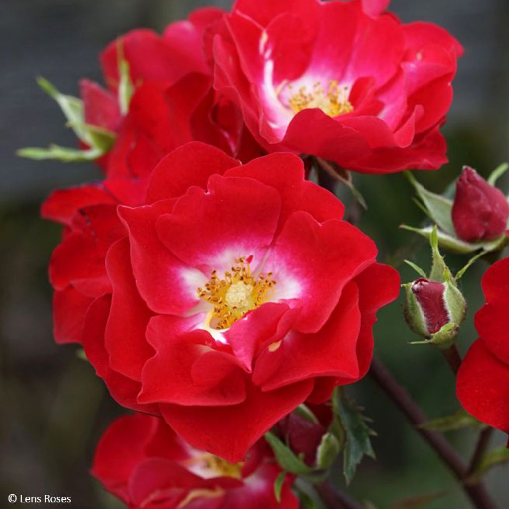 Rosa polyantha Rosy Boom rouge La Belle Rouge