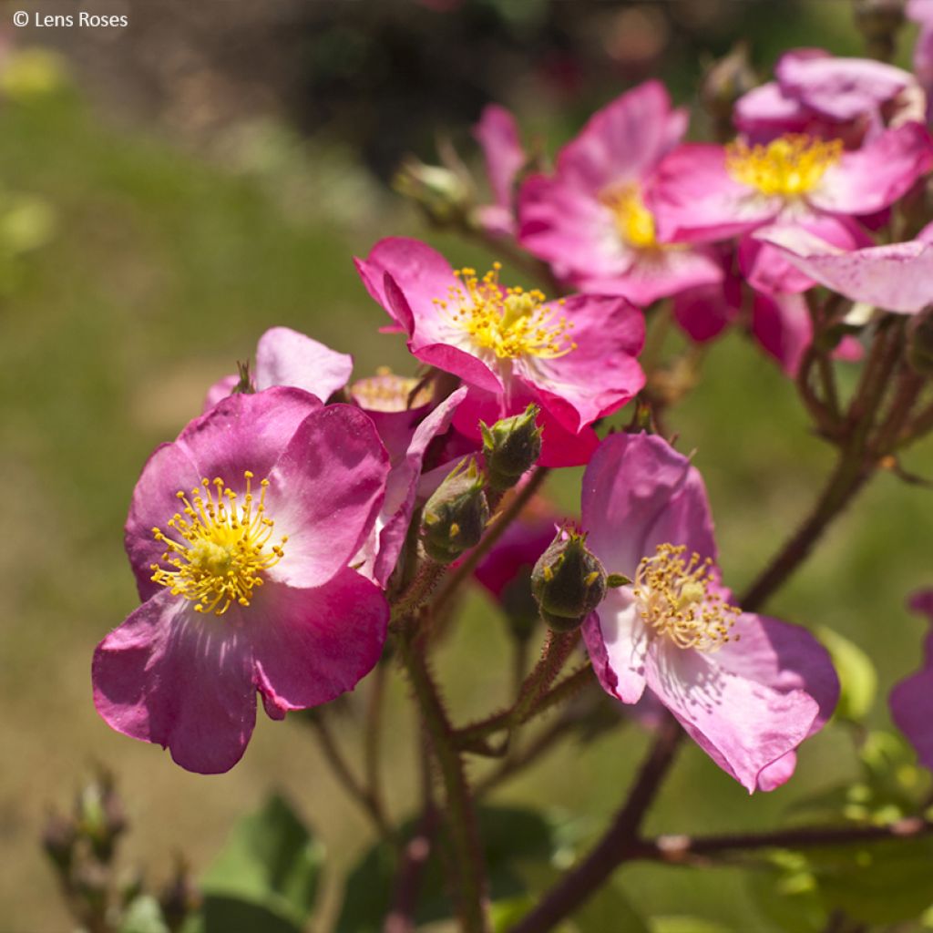 Rosa moscata Rosy Purple