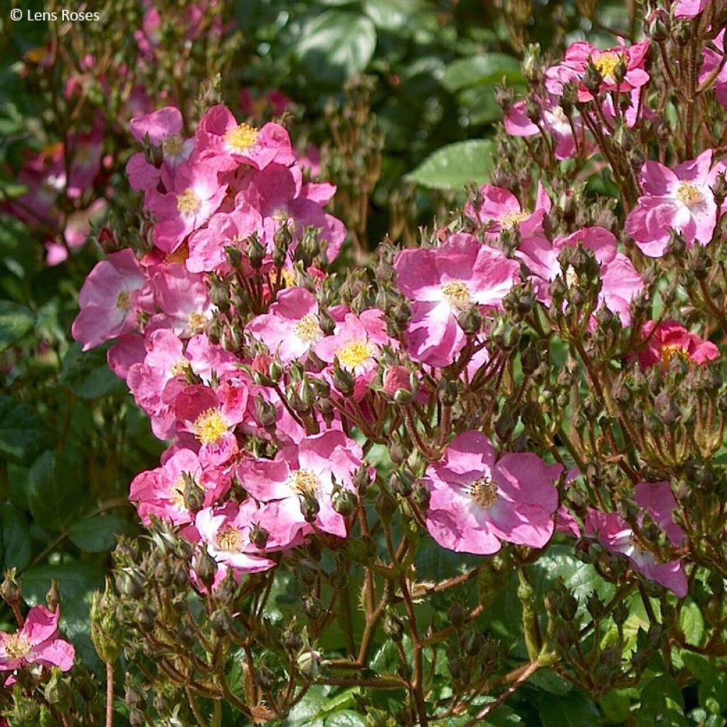 Rosa moscata Rosy Purple