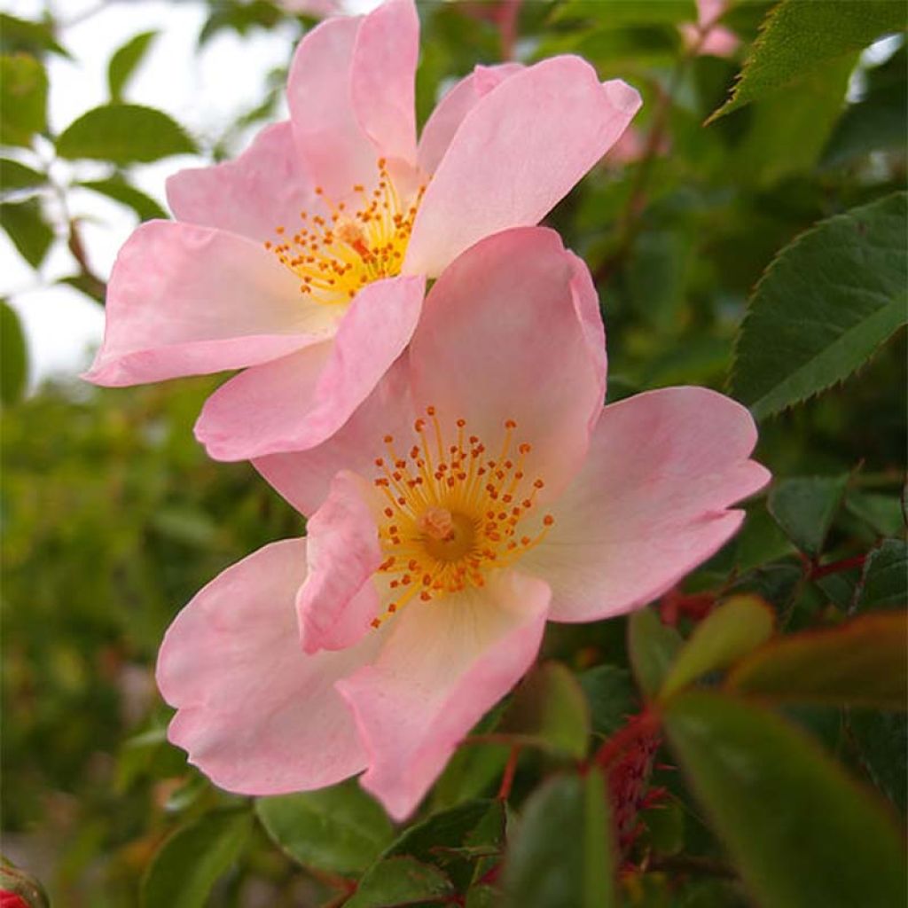 Rosa Smarty