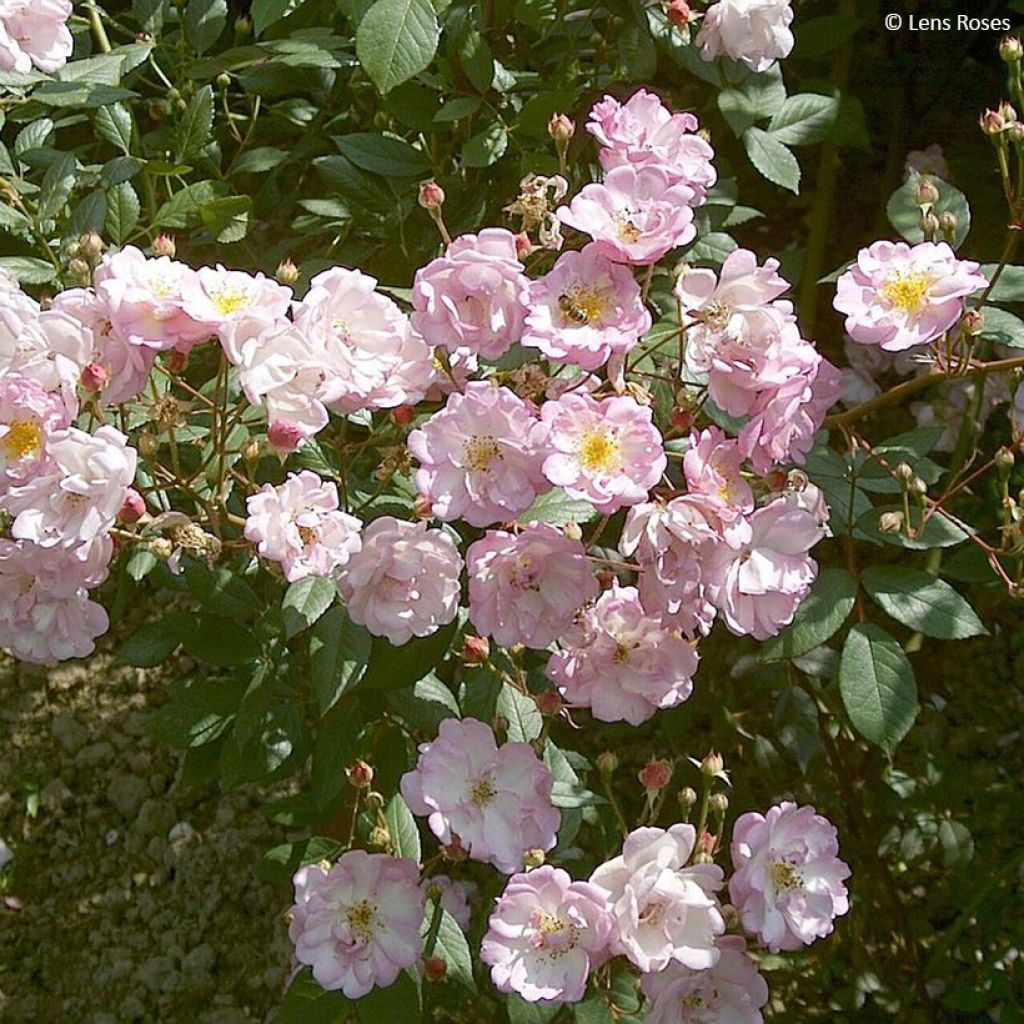 Rosa moscata Twins