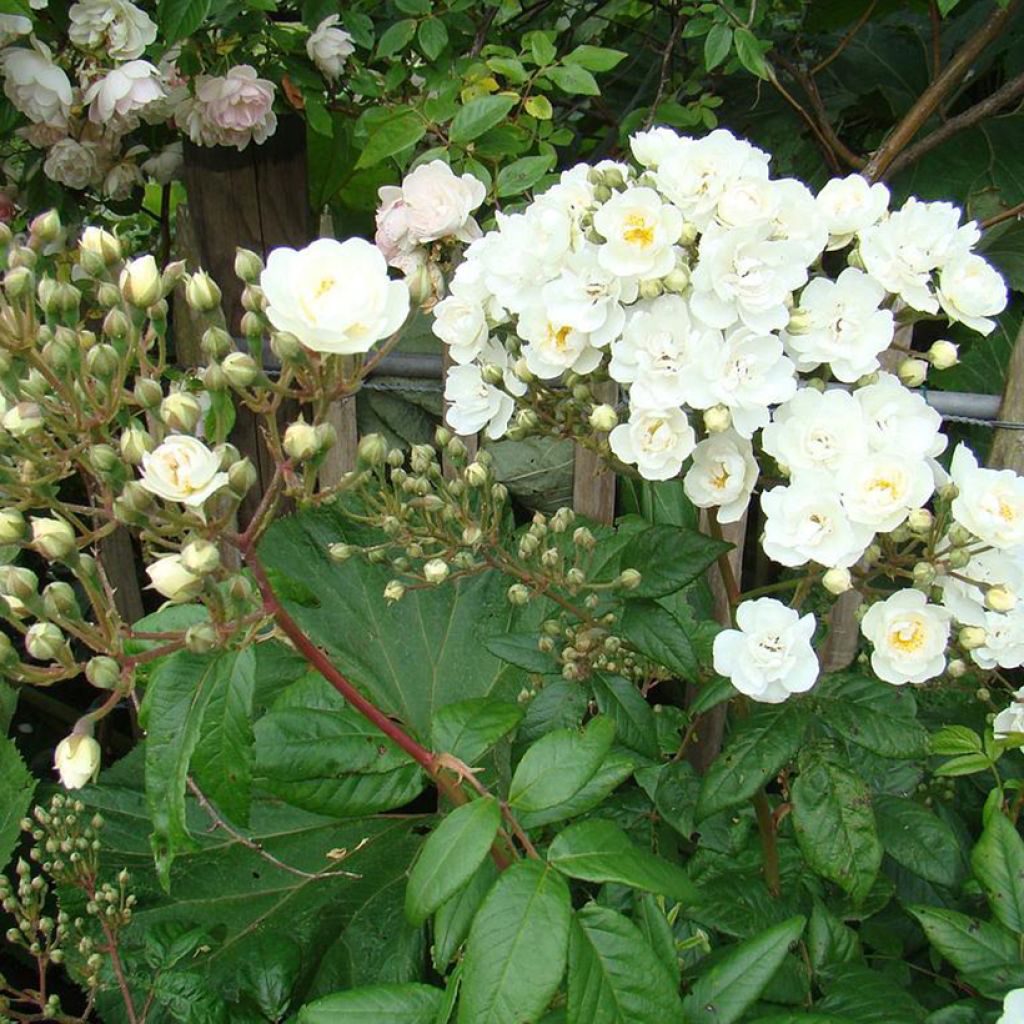 Rosa moscata Waterloo