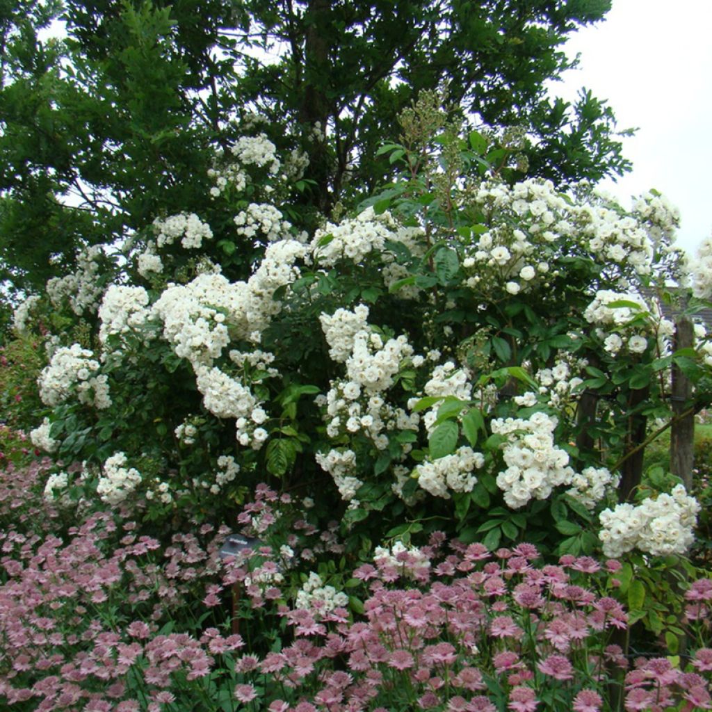 Rosa moscata Waterloo