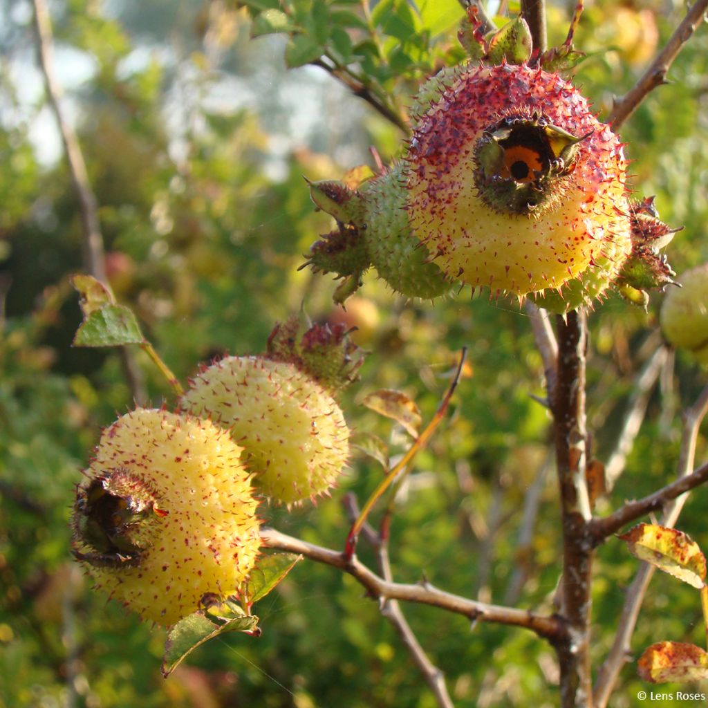 Rosa roxburghii Lampion