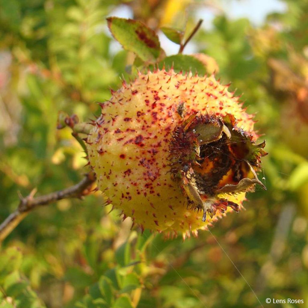 Rosa roxburghii Lampion