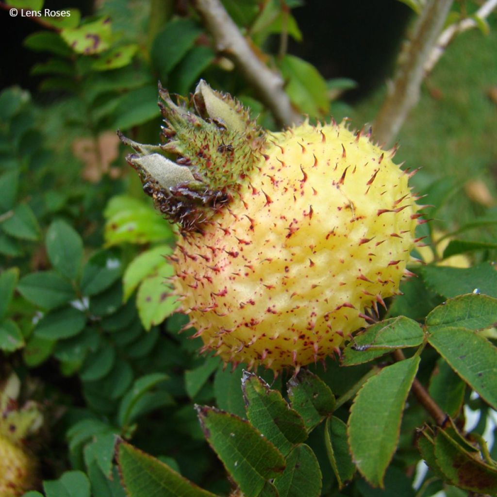 Rosa roxburghii Lampion