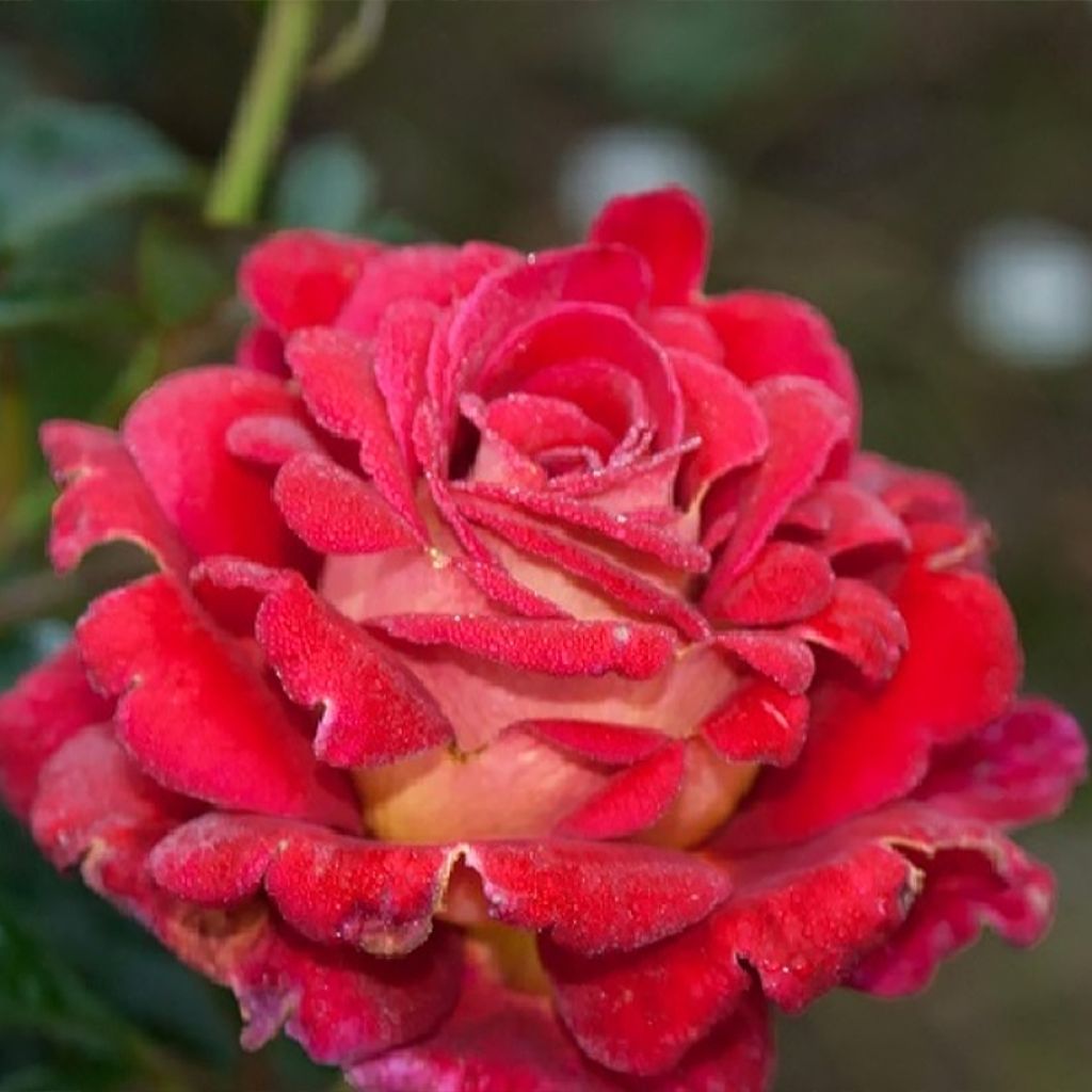 Rosa Macha Meril - Rose ibrida di tea