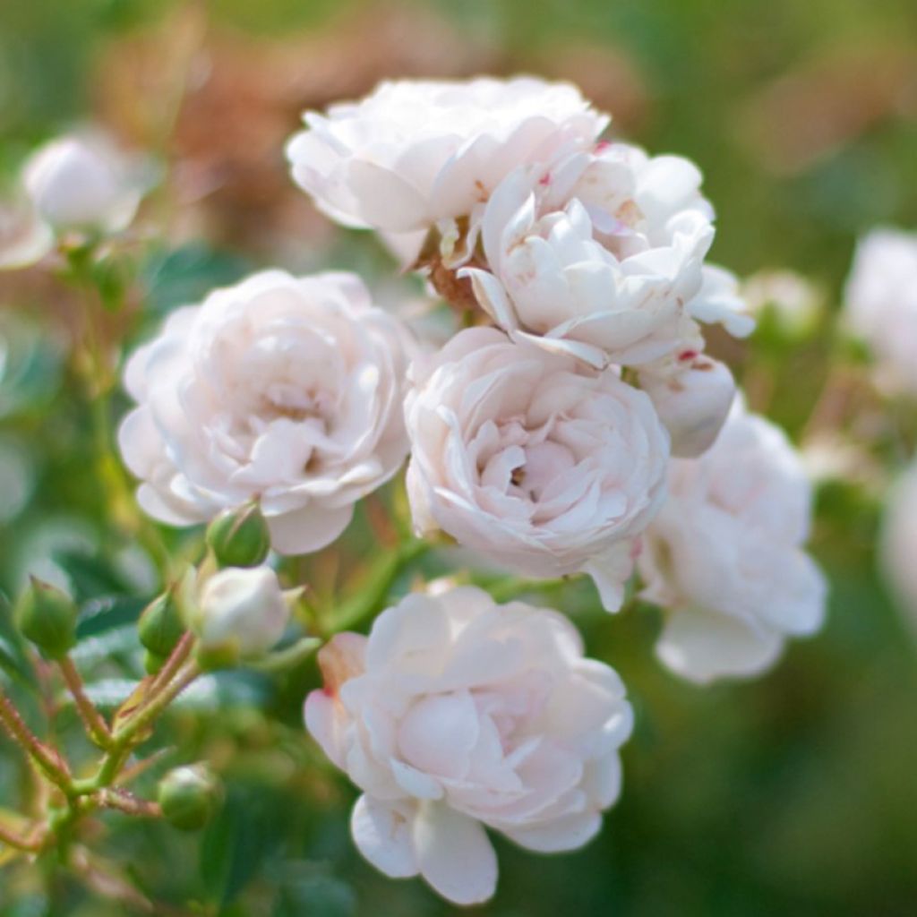 Rosa tappezzante Crystal Fairy